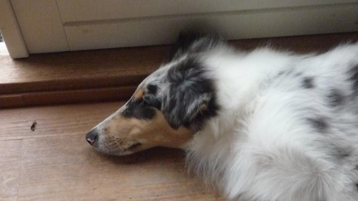 Collie langhåret Kiva's Eden Eclipse of Mr. Pattinson billede 8