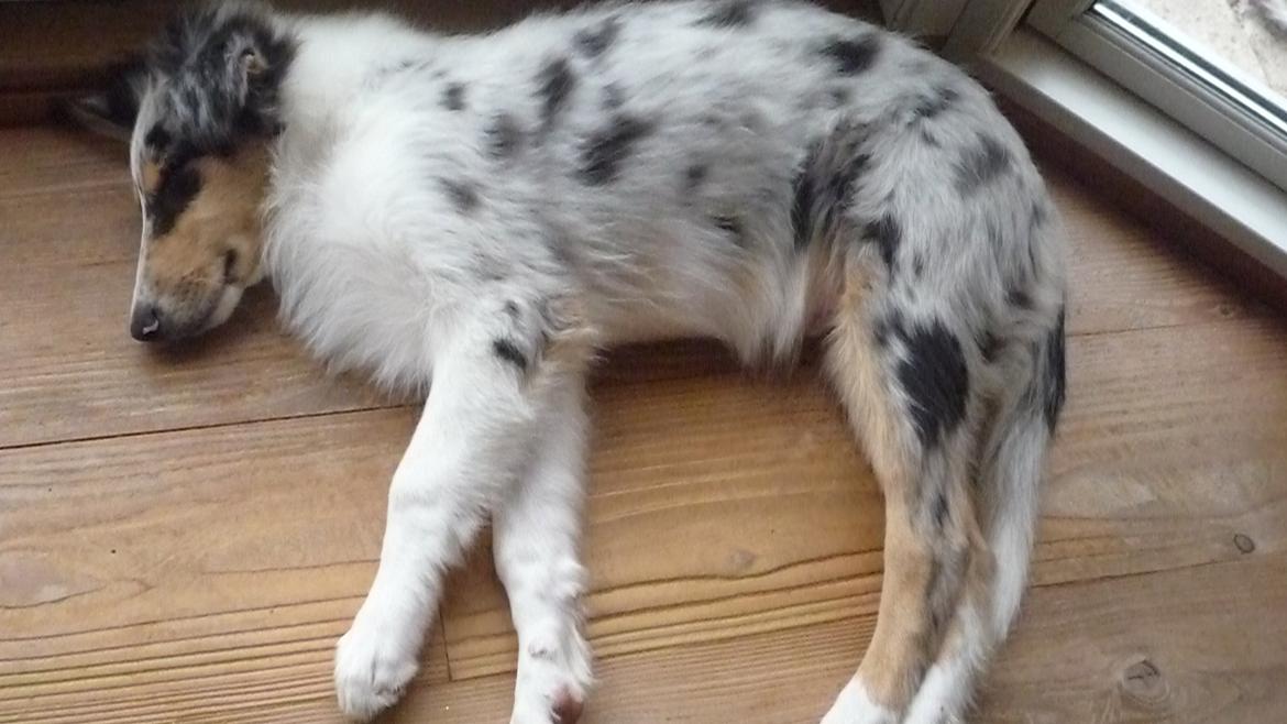 Collie langhåret Kiva's Eden Eclipse of Mr. Pattinson - Her ligger en træt lille vaps! :-* billede 9