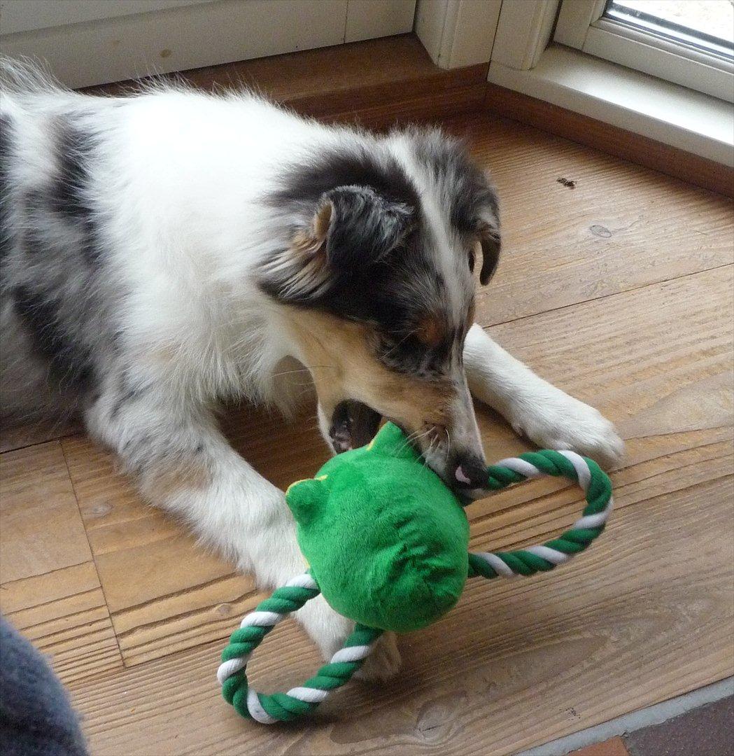 Collie langhåret Kiva's Eden Eclipse of Mr. Pattinson billede 10