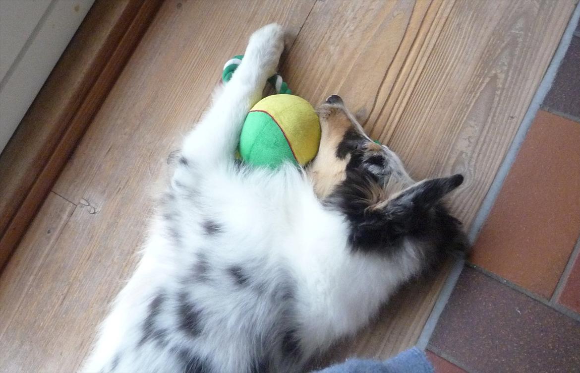 Collie langhåret Kiva's Eden Eclipse of Mr. Pattinson billede 11