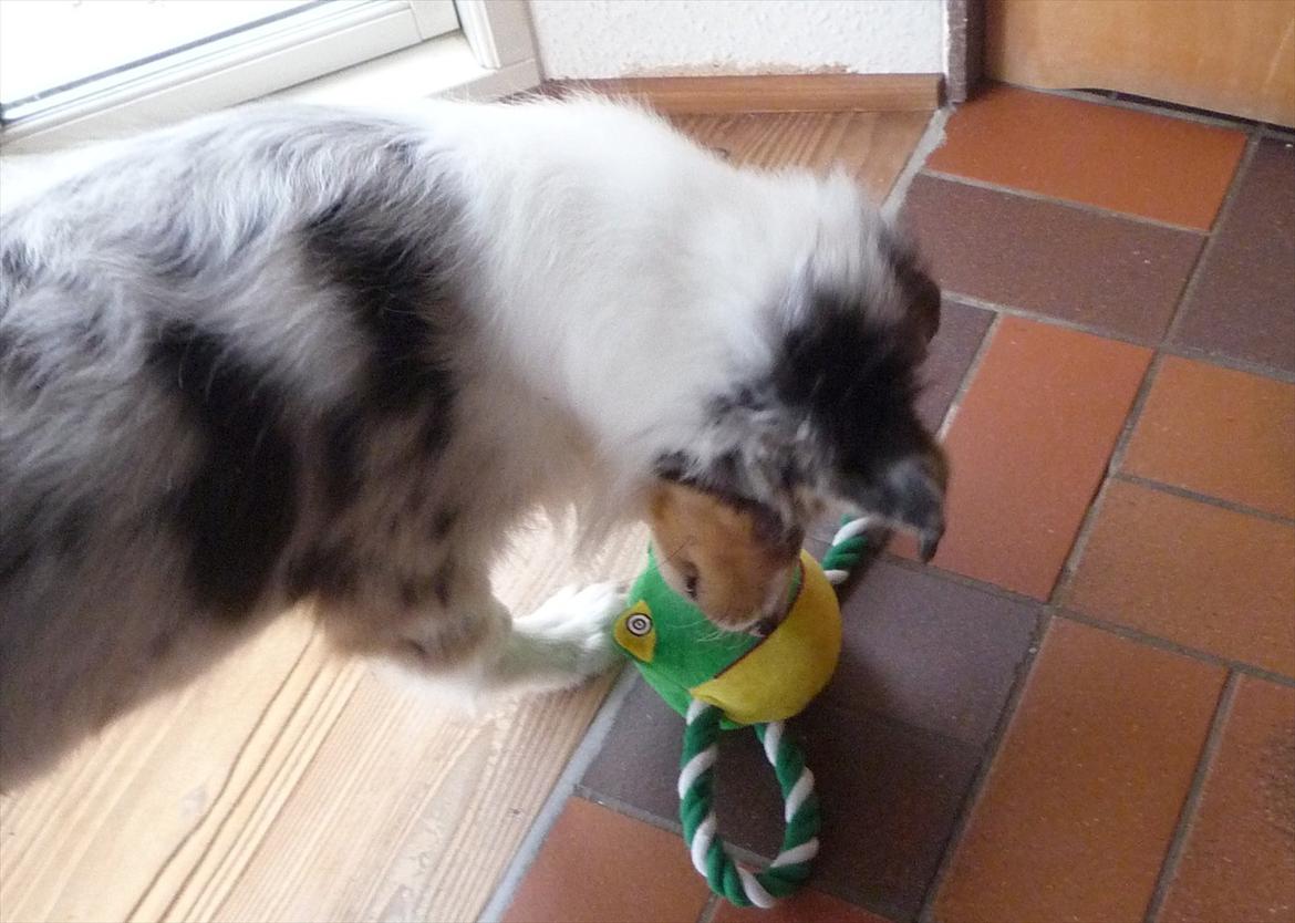 Collie langhåret Kiva's Eden Eclipse of Mr. Pattinson billede 12