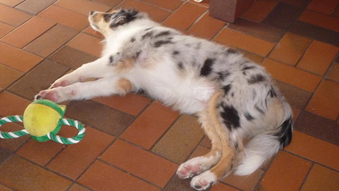 Collie langhåret Kiva's Eden Eclipse of Mr. Pattinson - Man blev vist lidt træt af al den leg! ;-) billede 16