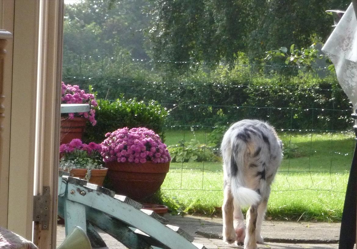 Collie langhåret Kiva's Eden Eclipse of Mr. Pattinson - Når enden er god, er alting perfekt! ;-) billede 20