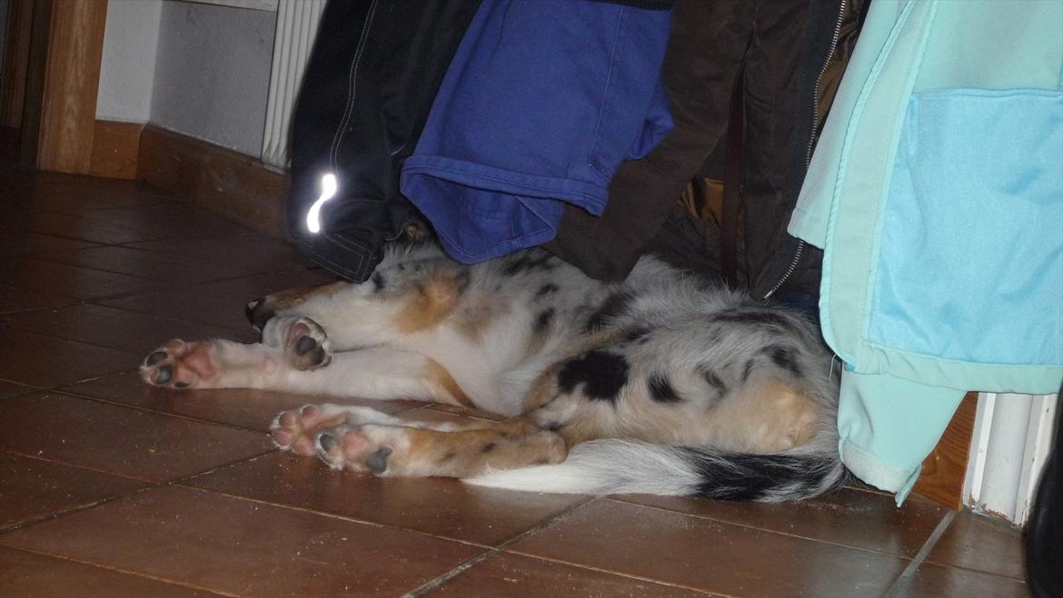 Collie langhåret Kiva's Eden Eclipse of Mr. Pattinson billede 17