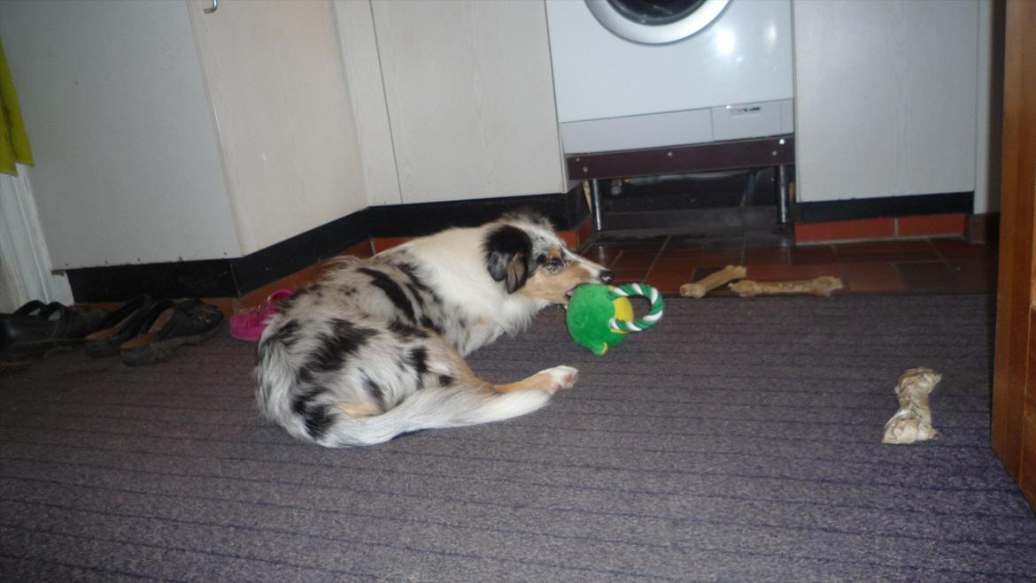 Collie langhåret Kiva's Eden Eclipse of Mr. Pattinson billede 18