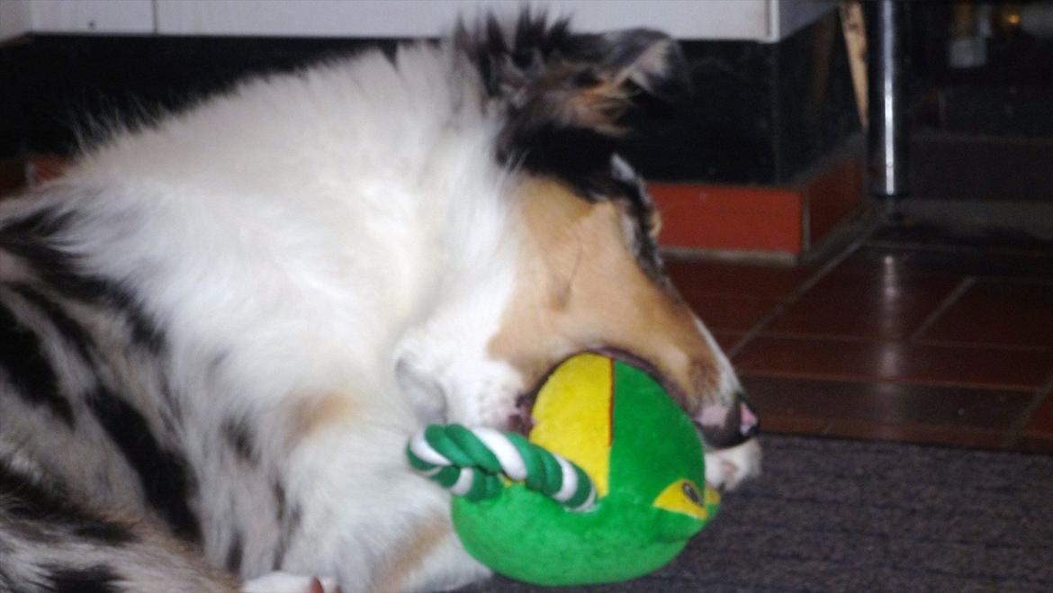 Collie langhåret Kiva's Eden Eclipse of Mr. Pattinson - En stor mund ... :-P billede 19