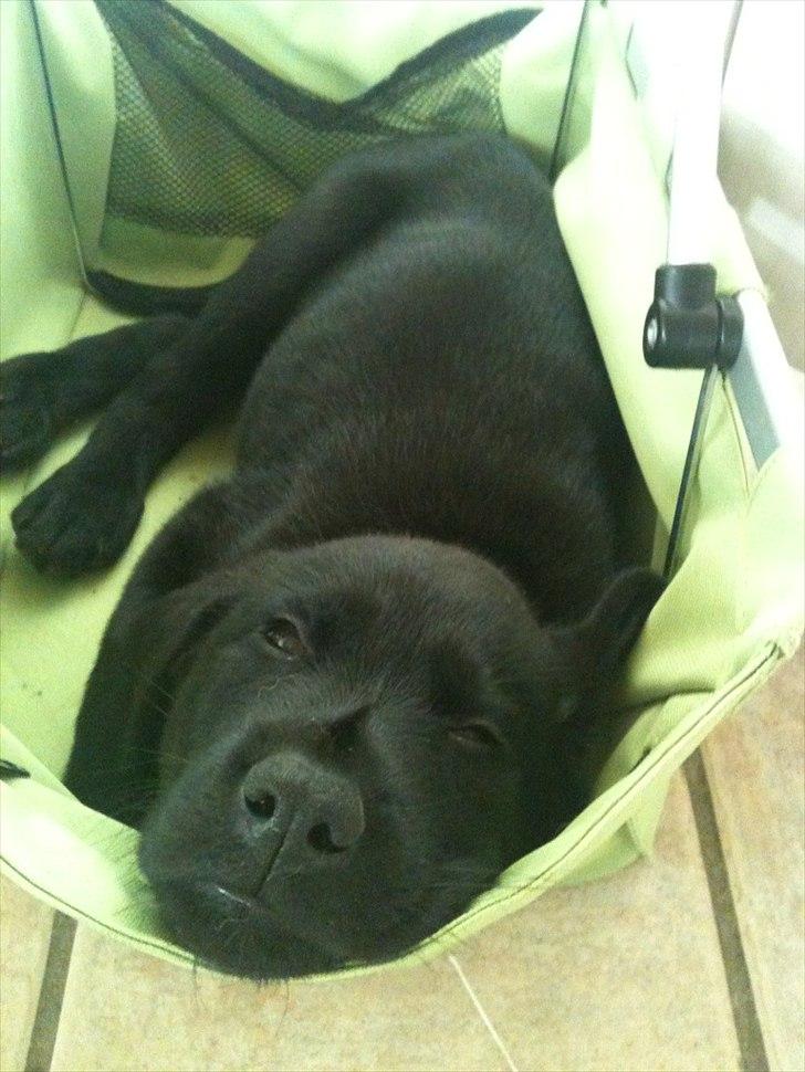 Blanding af racer | Buster - Har lige stjålet mors indkøbskurv ;-) 
8 uger. 
 billede 13