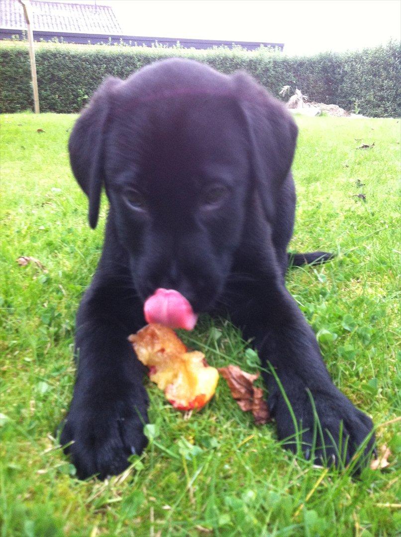 Blanding af racer | Buster - 8 uger. billede 14