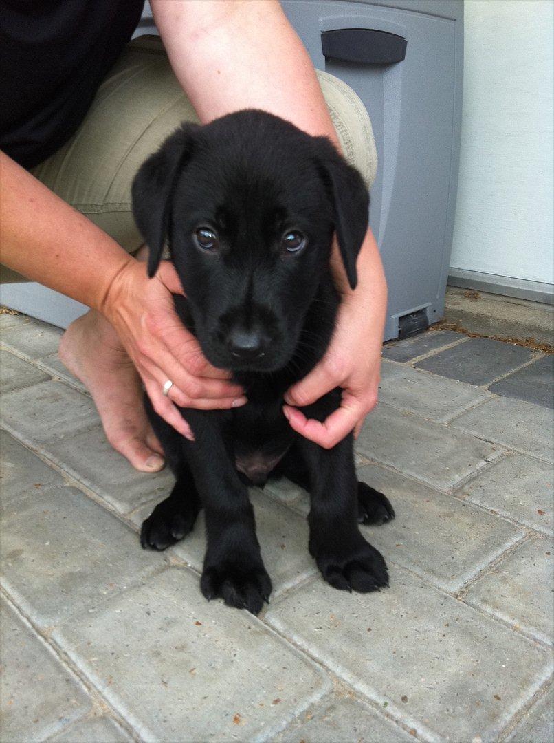 Blanding af racer | Buster - Lige ankommet :-) Min lille pus. <3
8 uger.  billede 15