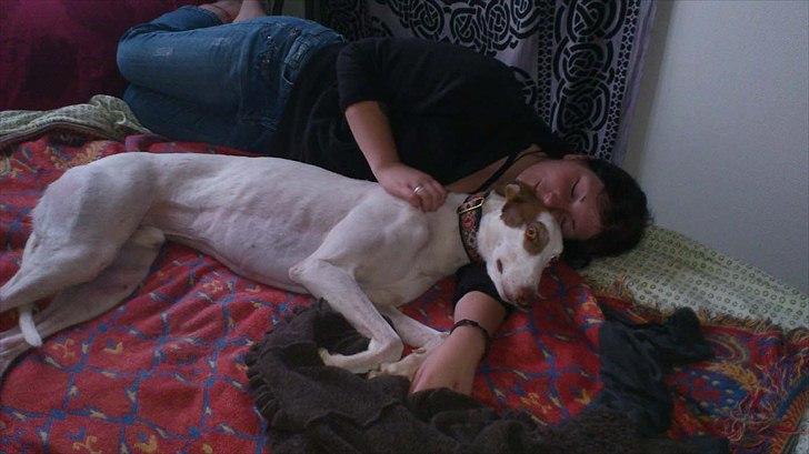 Greyhound Stouke Thunder - Thunder og Lisa sover :) billede 10