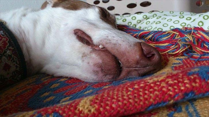 Greyhound Stouke Thunder - Sover helst med åben mund :p billede 11