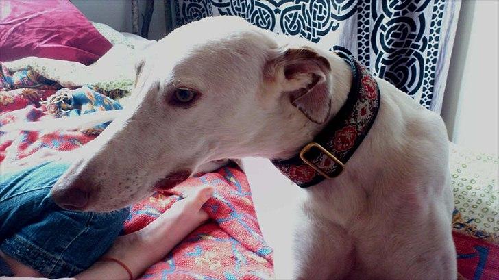 Greyhound Stouke Thunder - Thunder drengen <3 billede 12