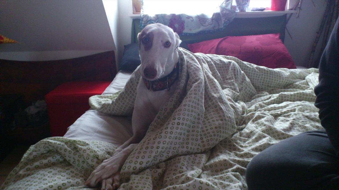 Greyhound Stouke Thunder - dynetyv! tyv-hund! billede 13