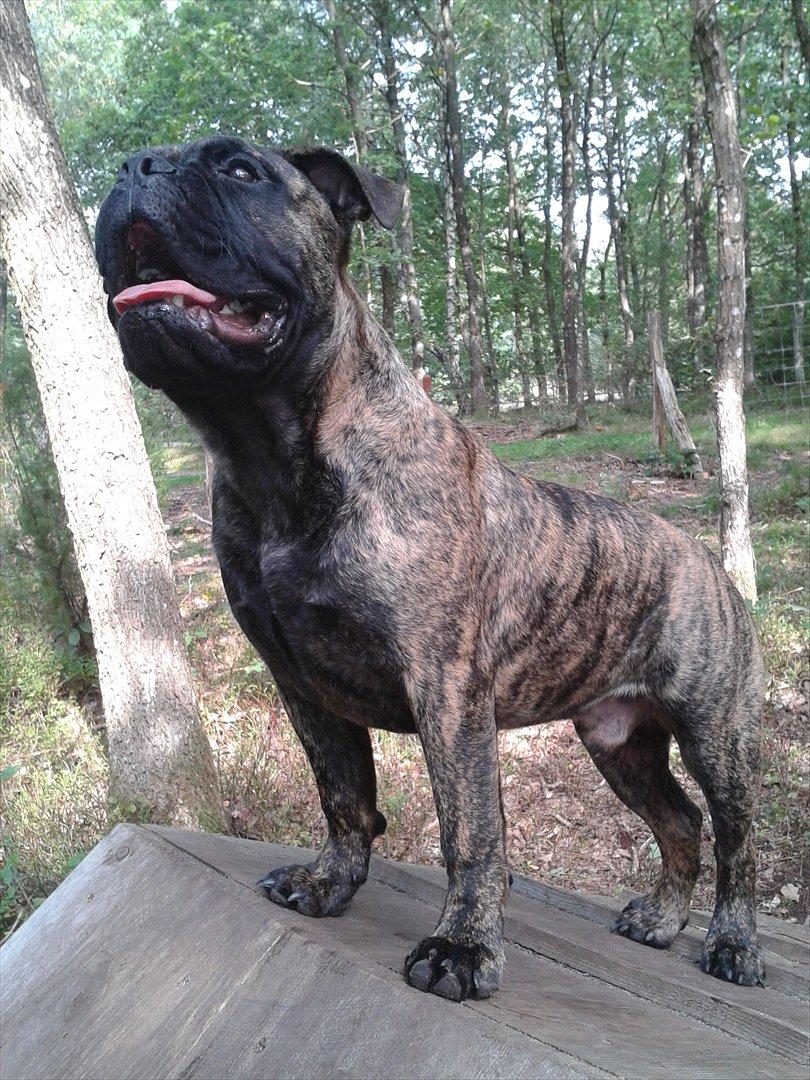 Olde victorian bulldogge Buster  billede 9