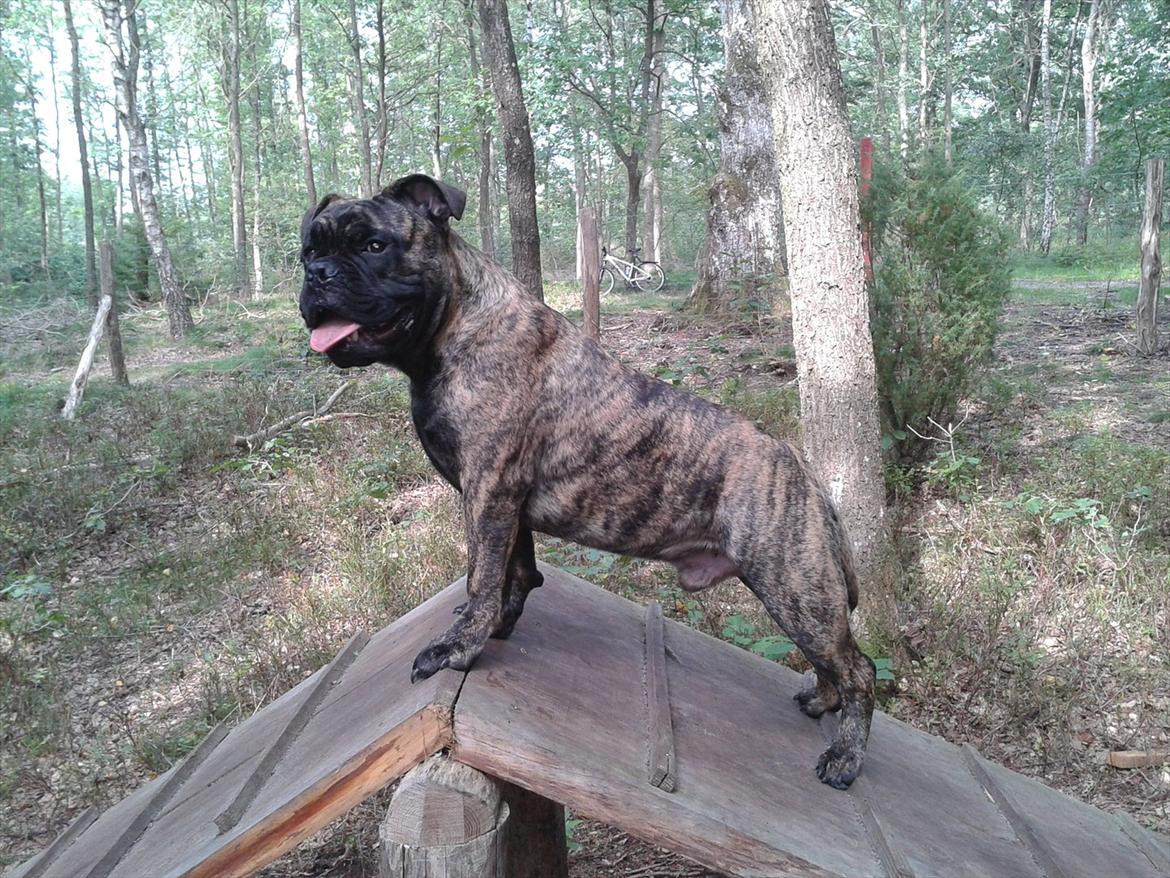 Olde victorian bulldogge Buster  - Stor og flot OVB..  billede 10