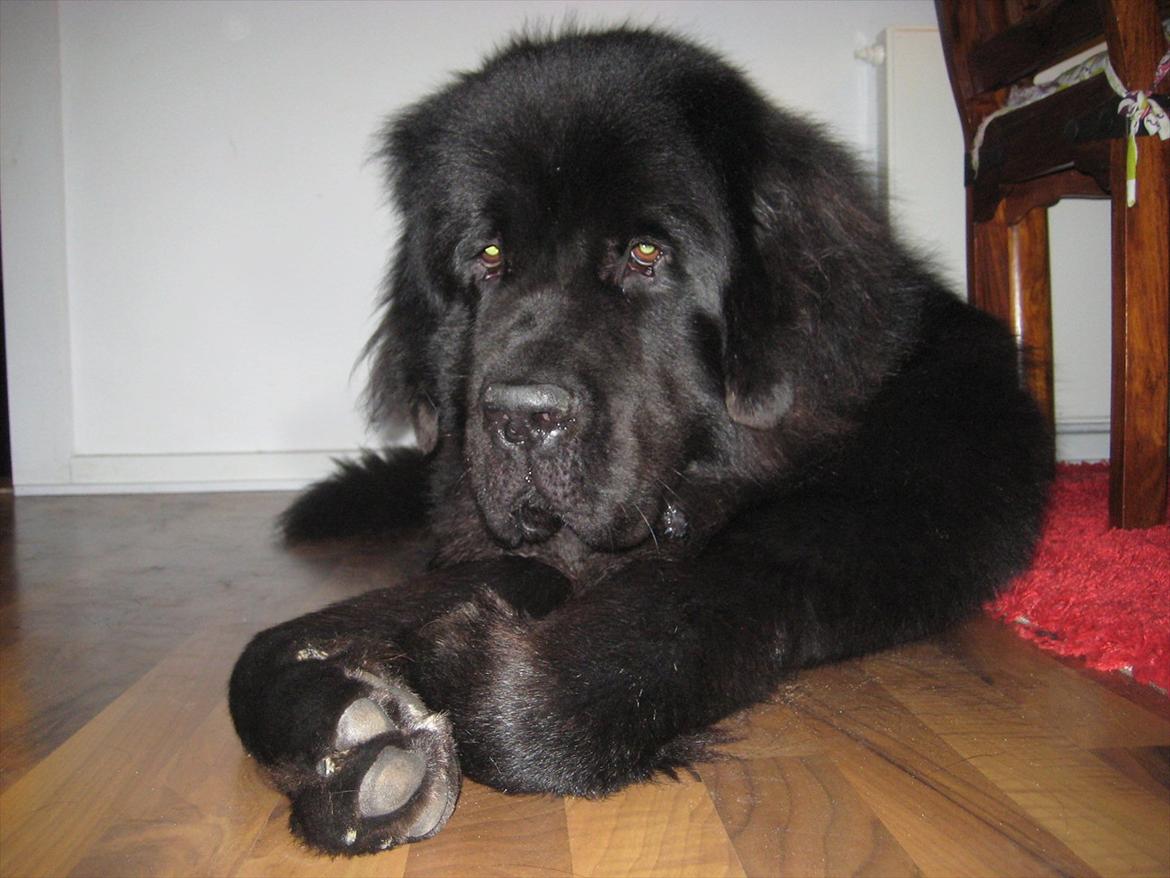 Newfoundlænder Ivan billede 8