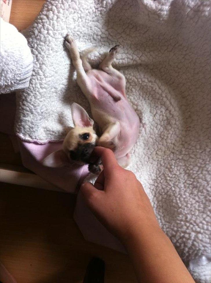 Blanding af racer Eddie. - Grrr, er en faaaarlig kæmpe dræber hund :-D billede 2