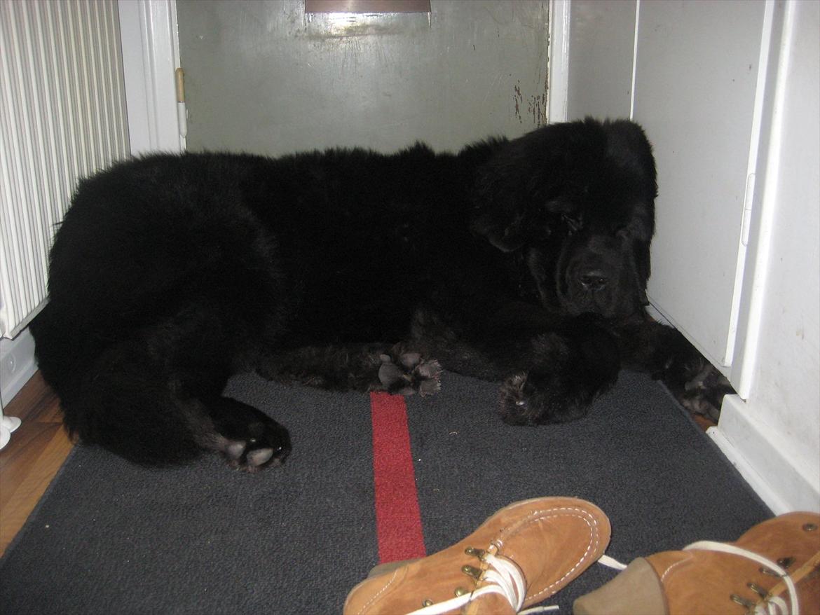 Newfoundlænder Ivan billede 9