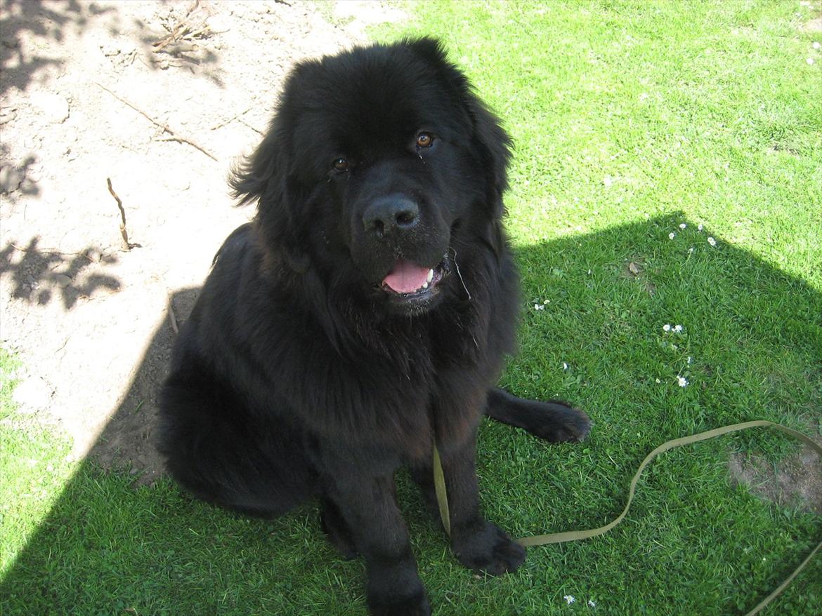 Newfoundlænder Ivan billede 10