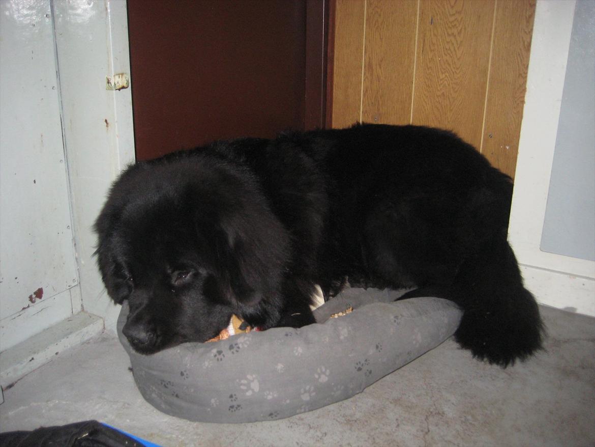 Newfoundlænder Ivan billede 11