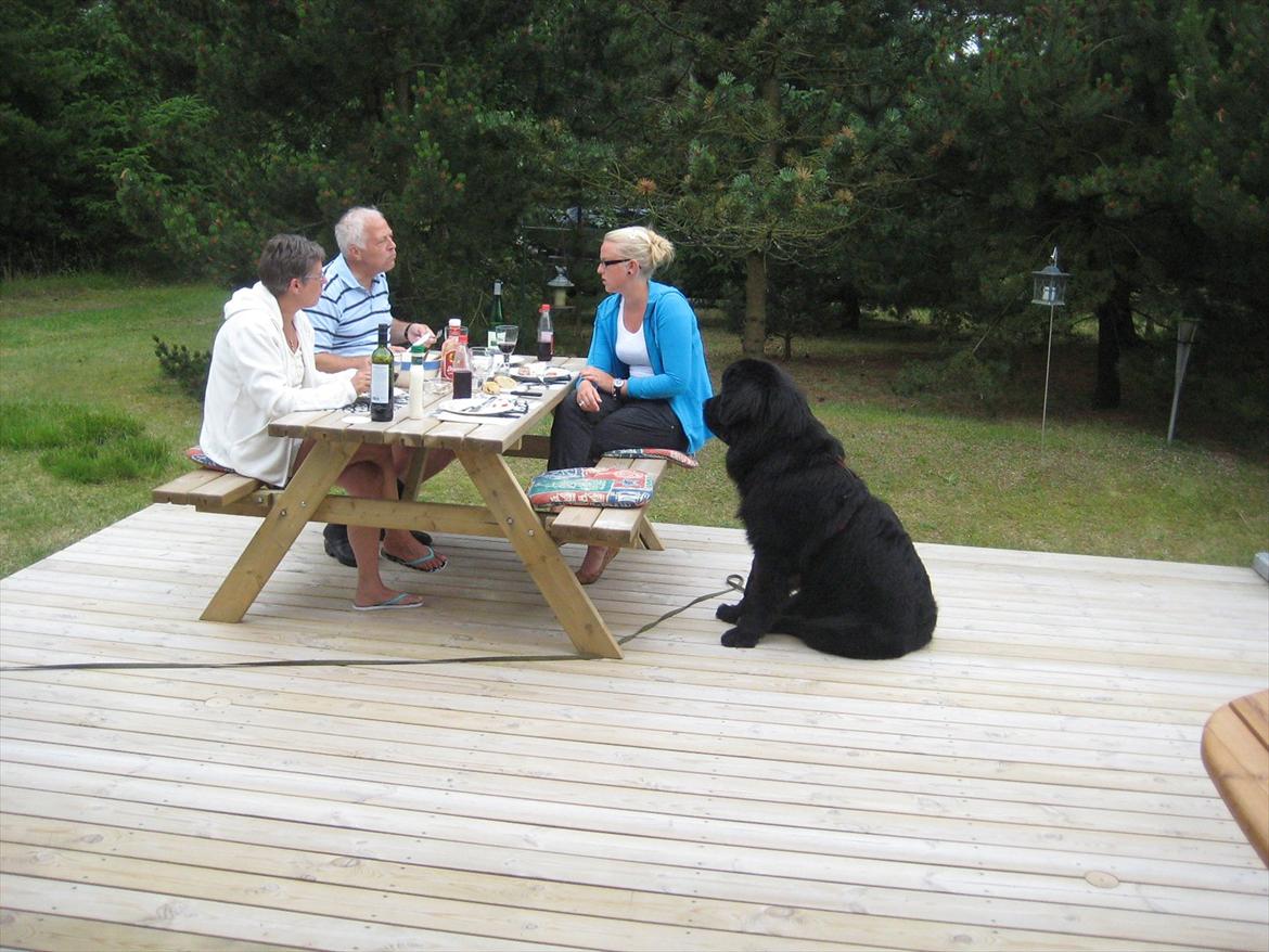 Newfoundlænder Ivan billede 12