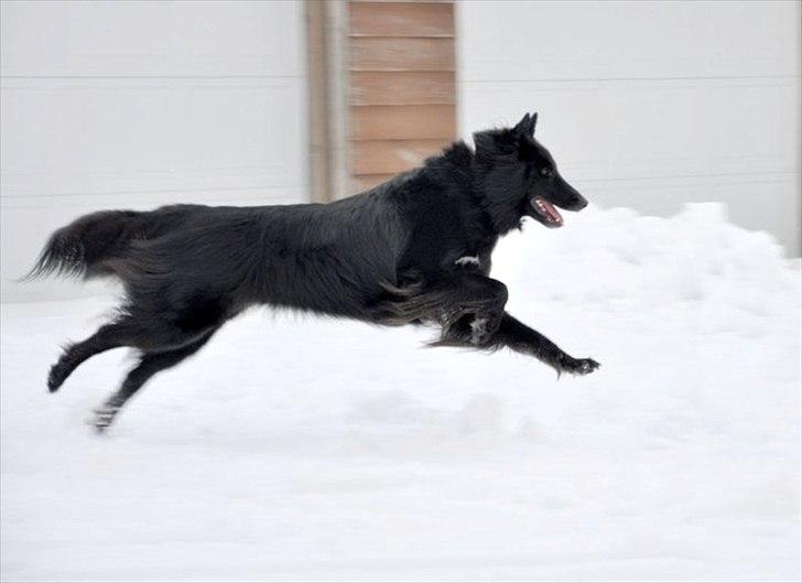 Groenendael Lia - Fuld fart på om vinteren! billede 17