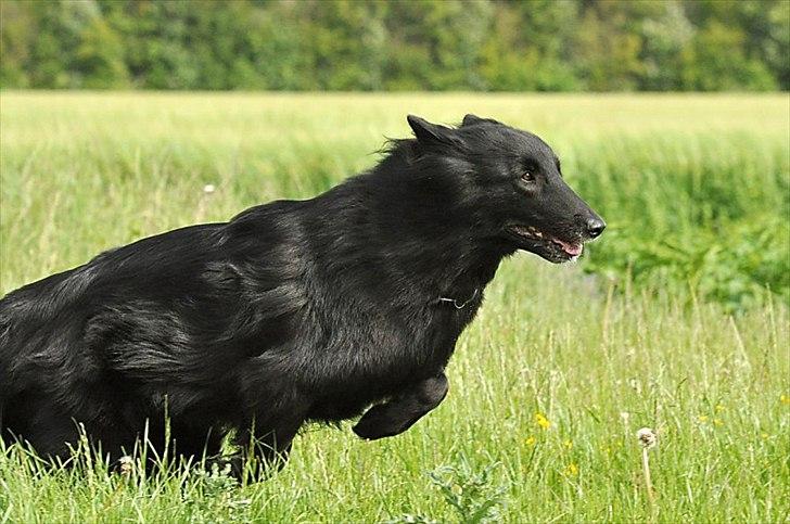 Groenendael Lia - Fuld fart på om sommeren! ;) billede 18