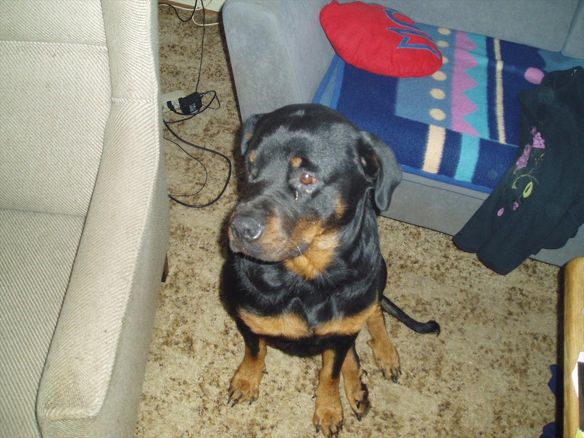 Rottweiler Luna R.I.P. billede 15