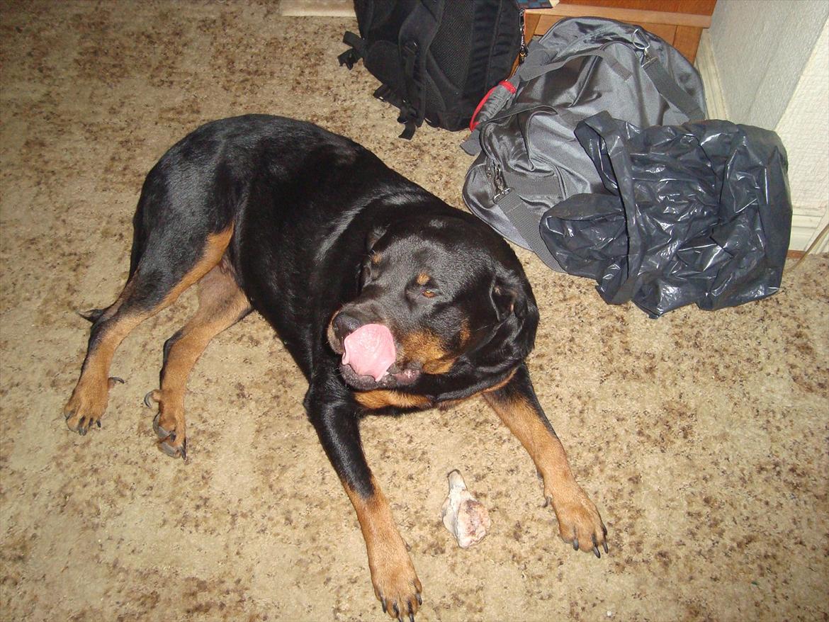 Rottweiler Luna R.I.P. billede 16