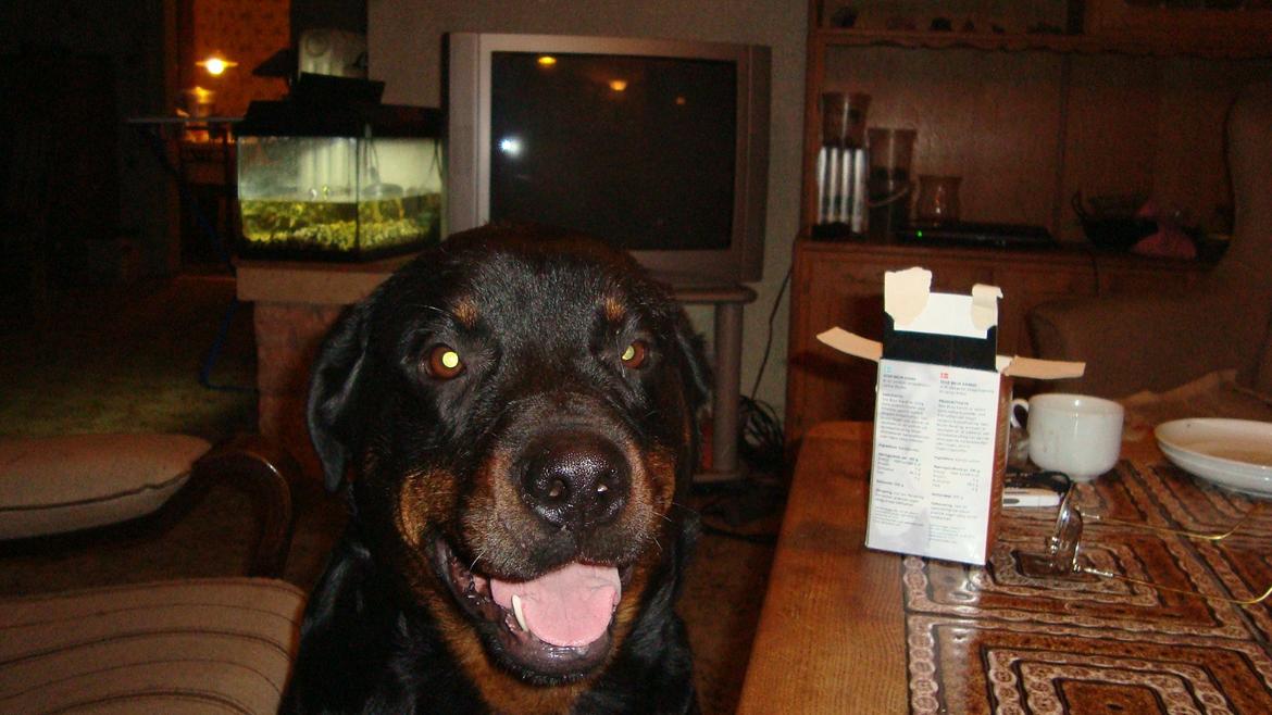 Rottweiler Luna R.I.P. billede 17