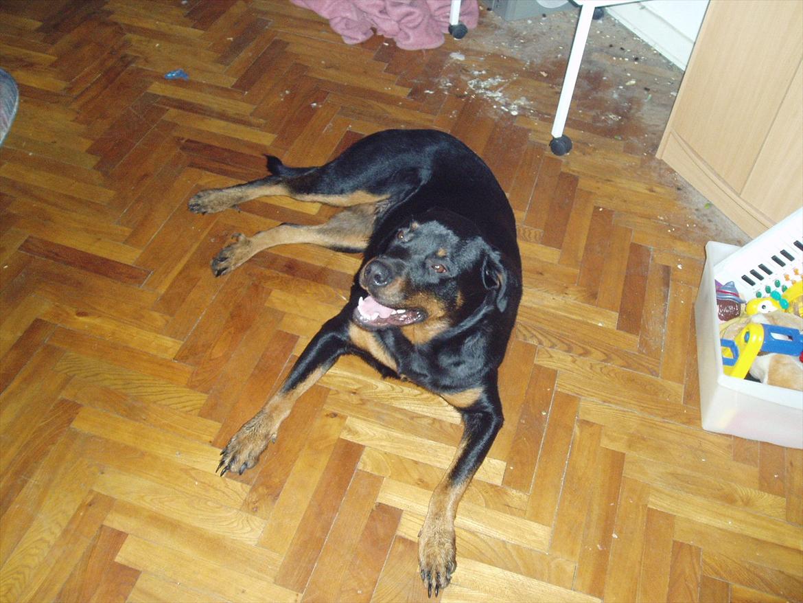 Rottweiler Luna R.I.P. billede 18