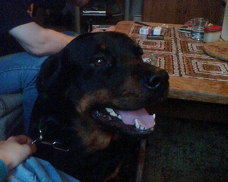 Rottweiler Luna R.I.P. billede 19