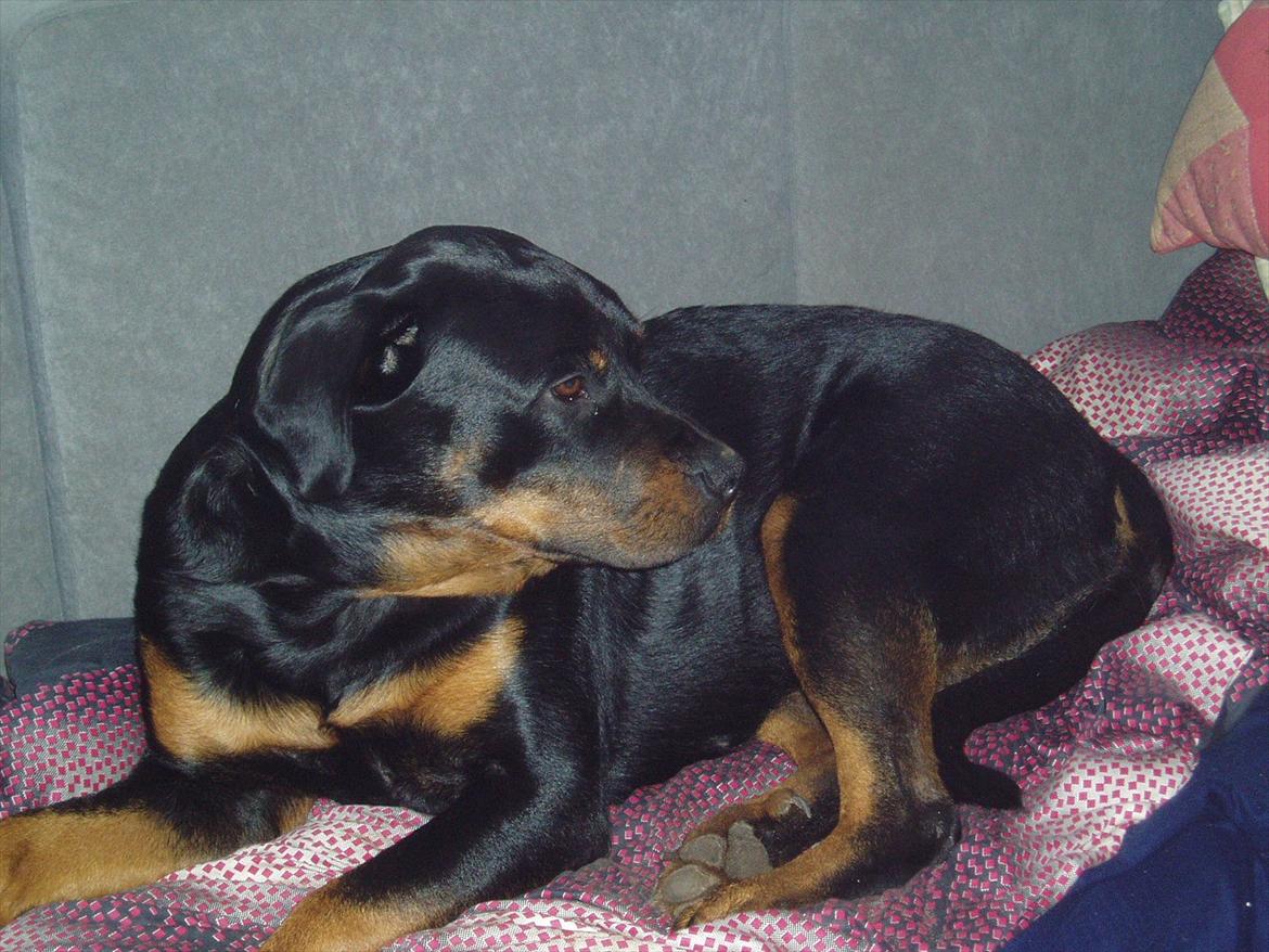 Rottweiler Luna R.I.P. billede 20
