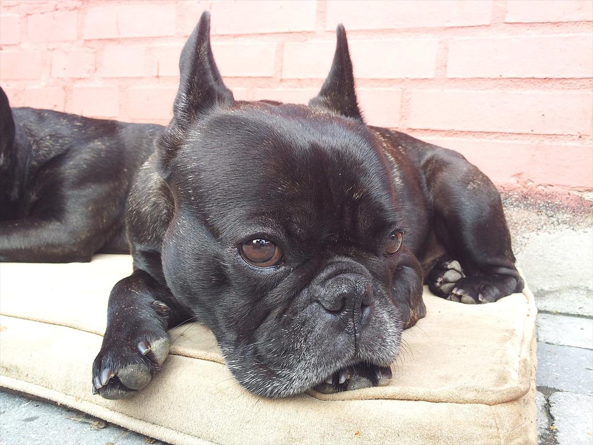 Fransk bulldog Oscar aka Batmand 1 billede 2