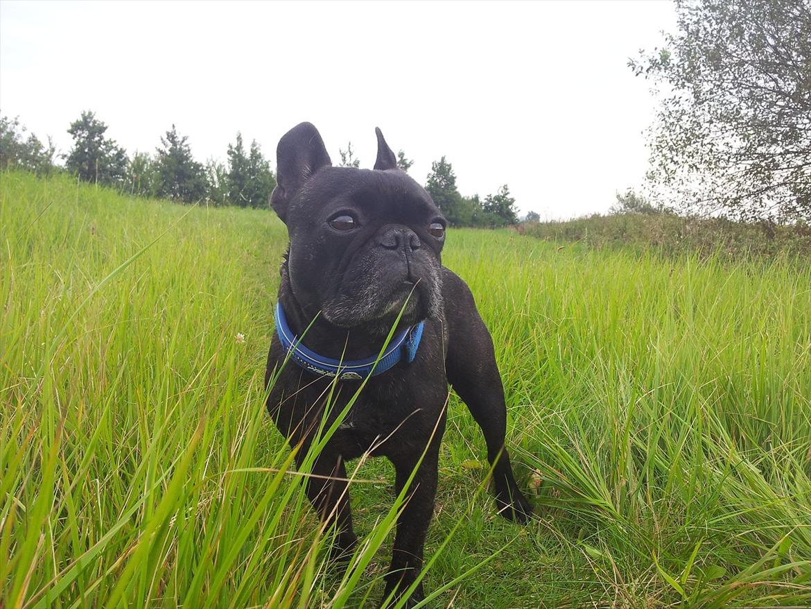 Fransk bulldog Oscar aka Batmand 1 billede 3