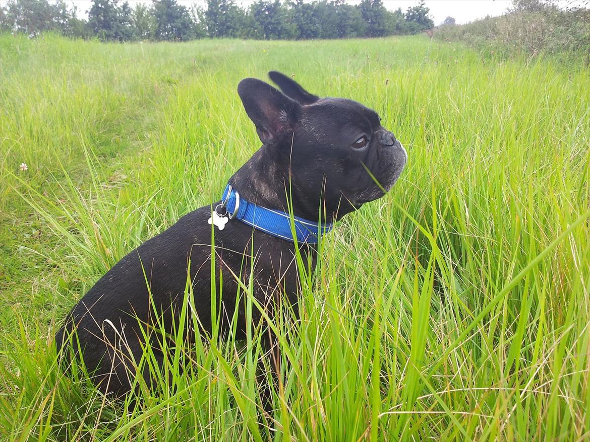 Fransk bulldog Oscar aka Batmand 1 billede 4