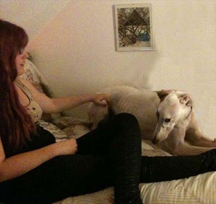 Greyhound Stouke Thunder - Mig og Thunder der ser "Legend of the Seeker" :) billede 14