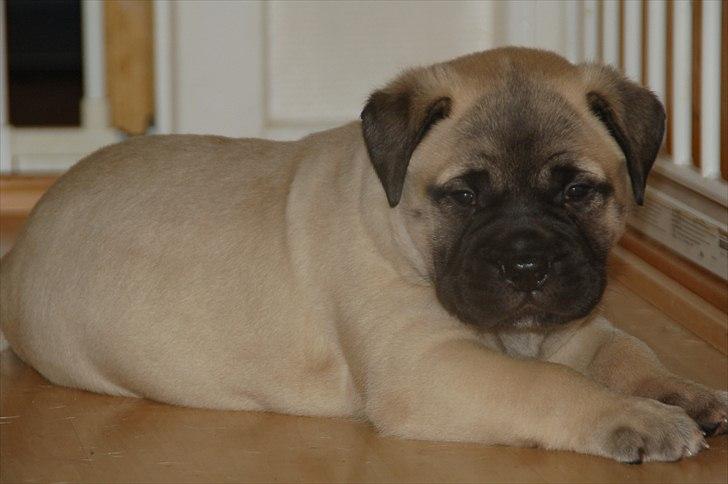 Bullmastiff Boulevard of Fame's Bifrost( Bee) billede 1