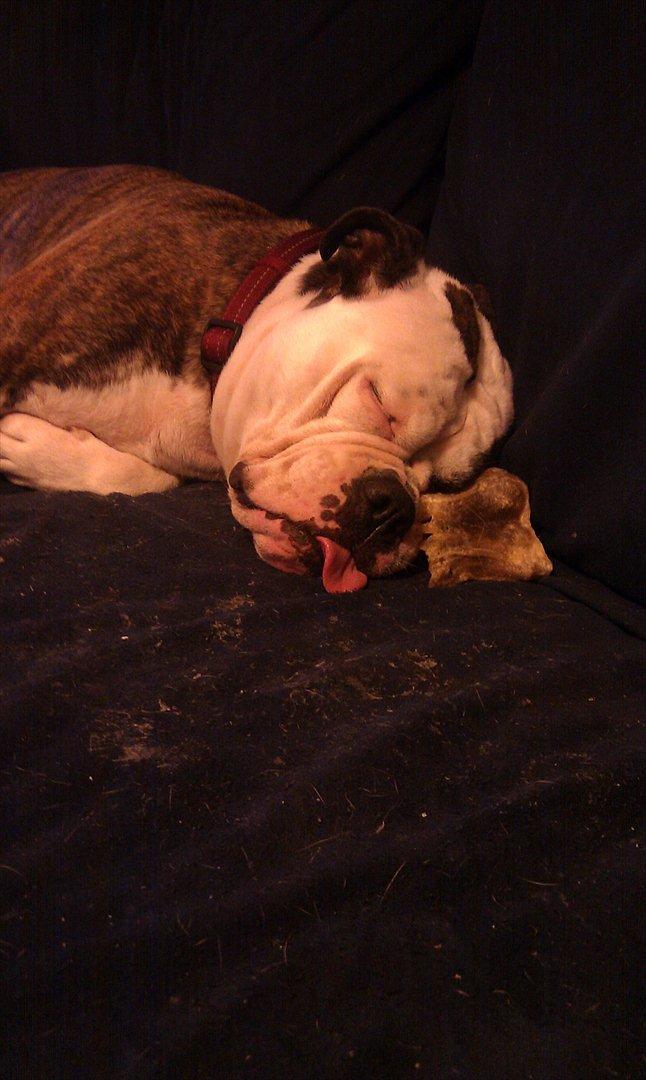 Olde english bulldogge Ørsteds Asta*Himmelhund* billede 14