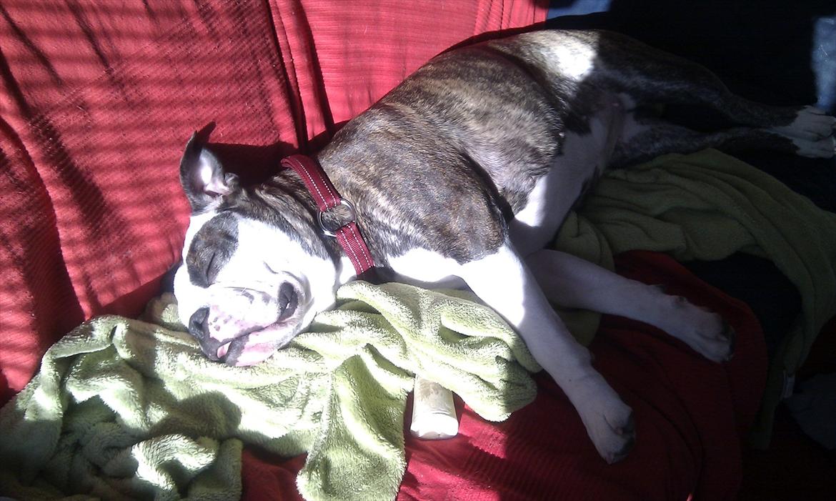 Olde english bulldogge Ørsteds Asta*Himmelhund* - Asta er helt utrolig god til at slappe af.  billede 15