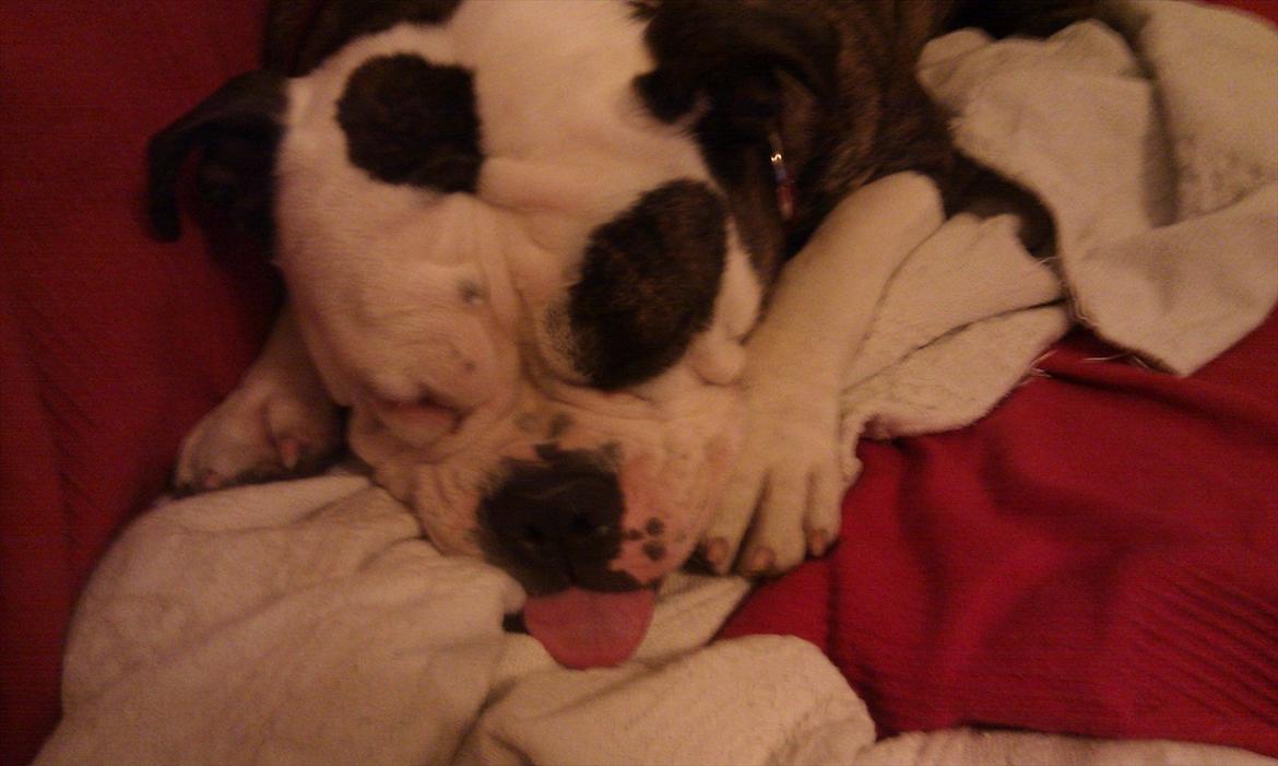Olde english bulldogge Ørsteds Asta*Himmelhund* - Nogle er yndige når de sover, andre mindre yndige..*g* billede 16