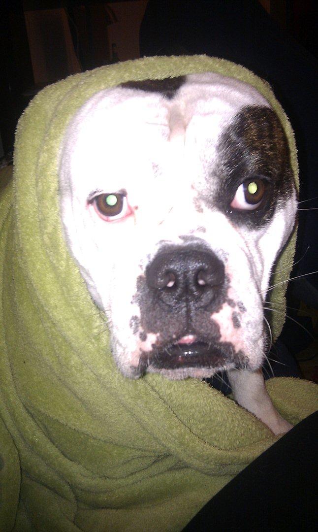 Olde english bulldogge Ørsteds Asta*Himmelhund* - Sådan et tæppe er en herlig ting, især når man er blevet lidt koldt efter at have været ude.  billede 17