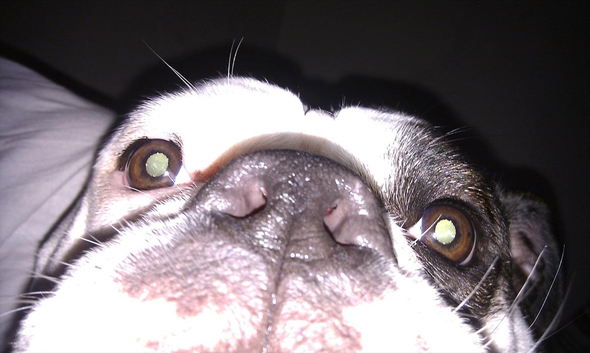 Olde english bulldogge Ørsteds Asta*Himmelhund* - Se min smukke næse! billede 18