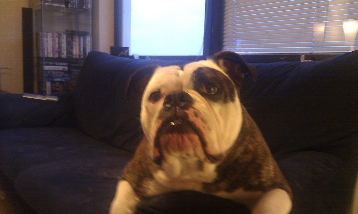 Olde english bulldogge Ørsteds Asta*Himmelhund* - Hva, var der nogen der sage noget..?! billede 19