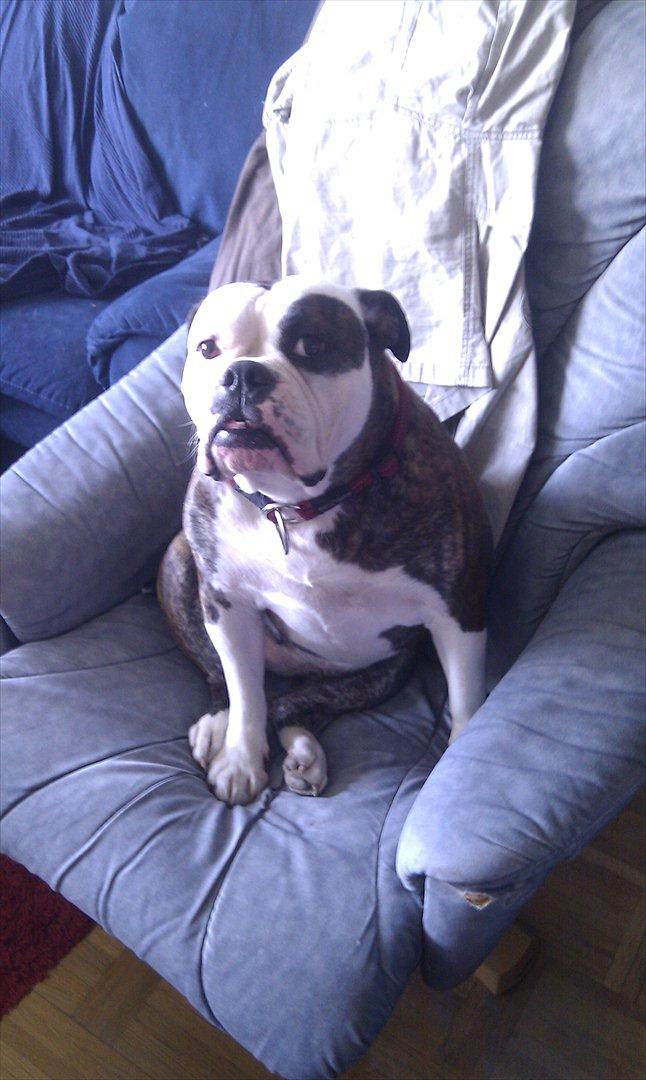 Olde english bulldogge Ørsteds Asta*Himmelhund* - Skønherlige fis! billede 20