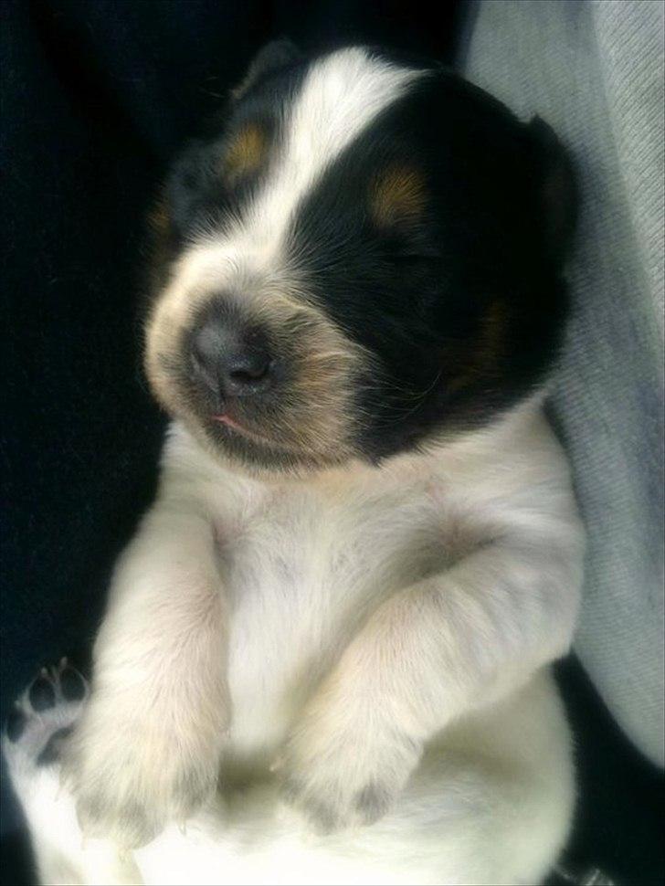 Blanding af racer Milla - En uge gammel <3 billede 3