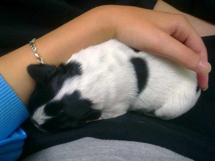 Blanding af racer Milla - En uge gammel billede 4