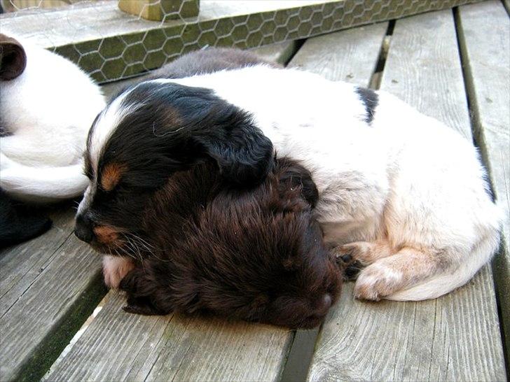 Blanding af racer Milla - Søskendekærlighed :) <3  billede 7