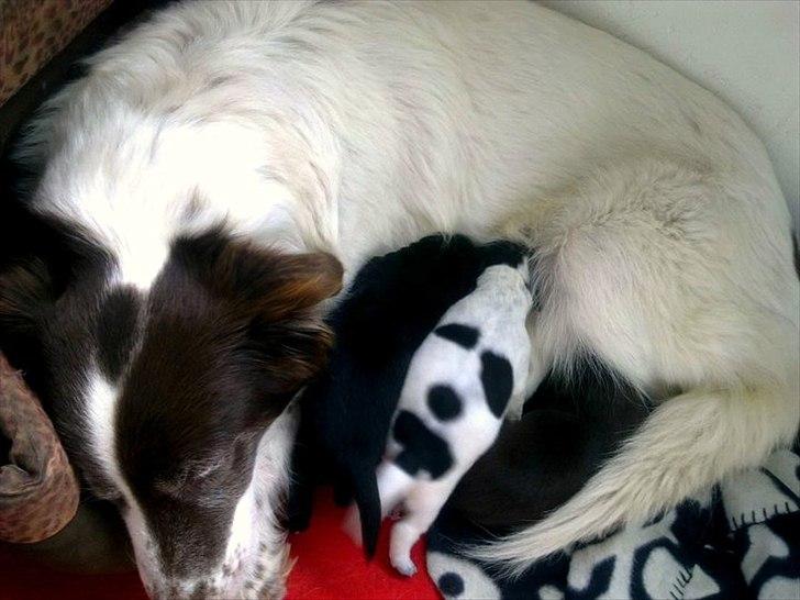 Blanding af racer Milla - Hygge hos mor :)
Det var et ret interessant kuld - en helt hvid, en helt sort, en brun med hvide poter og hvid mave, en hvid med brune markeringer, en hvid med gule markeringer og så vores Milla, en hvid med sorte, brune og røde markeringer :)  billede 2