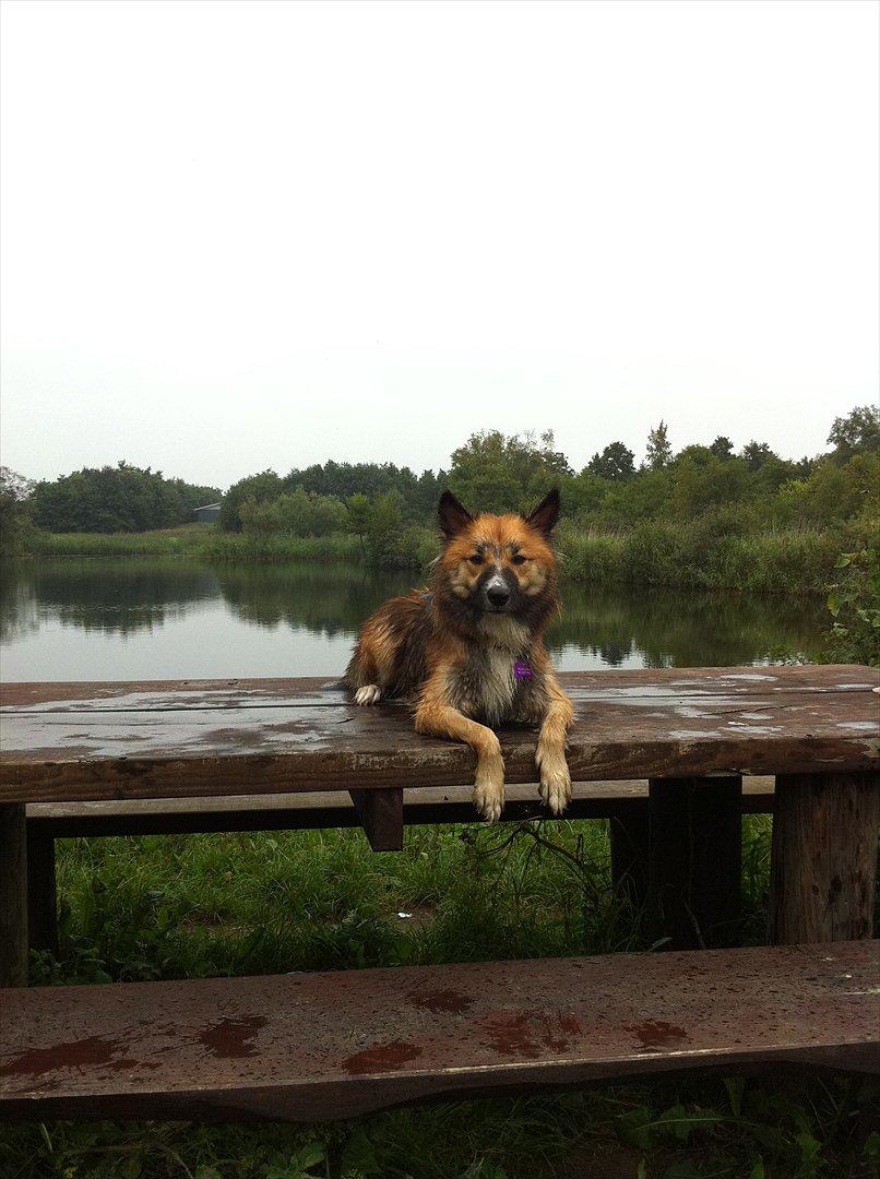 Islandsk fårehund Tuja - En tur i moserne :) billede 1